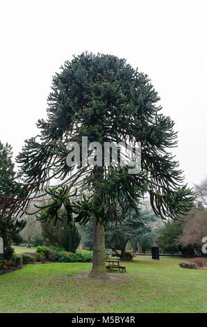 Ein Monkey Puzzle Tree (Araucaria araucana) im Saltwell Park, Gateshead. Stockfoto