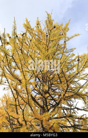 Moraine Lake im Tal der zehn Gipfel Banff National Park, Alberta, Kanada Stockfoto