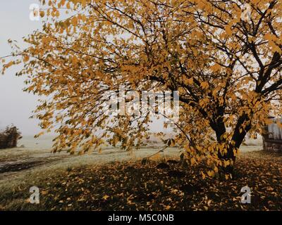 Apple tree. Golden-nebligen Morgen im Manor Park. Stockfoto