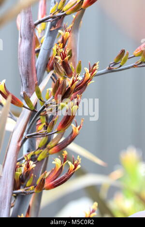 Phormium tenax oder als Phormium dunkle Freude Blumen bekannt Stockfoto