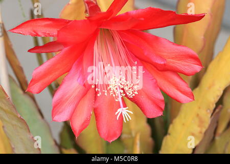 Nahaufnahme von Epiphyllum ackermannii oder Rote Orchidee Kakteen Epiphyllum oder als bekannte isoliert Stockfoto