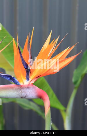 Strelitzia Reginae oder auch bekannten Birds Of Paradise flower Stockfoto