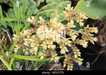 Nahaufnahme von Aeonium haworthii Pinwheel Aeonium Blumen Stockfoto