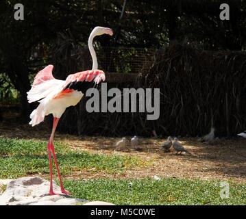 Der greater Flamingo ist die am weitesten verbreitete Spezies der Flamingo Familie. Es ist in Afrika, auf dem Indischen Subkontinent, in den Nahen Osten und SA. Stockfoto