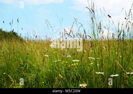 Wilde Blumen wachsen unter lange Gräser in der Landschaft unter einem blauen Himmel mit weißen Wolken. Vordergrund enthält margeurite Gänseblümchen. (Chrysanthemen). Stockfoto