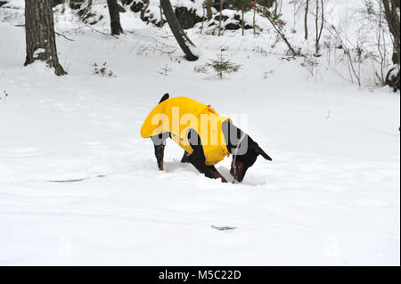 Männlich Dobermann Hund graben ein Loch in den Schnee. Der Hund trägt eine gelbe Regenjacke. Horizontale Foto mit kopieren. Verspielte Hunde. Stockfoto