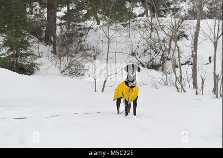 Foto von Stehende männliche Dobermann Hund mit Schnee auf seinem Gesicht. Snowy Hintergrund und Winter Szene. Kopieren auf der linken Seite von Bild horizontal. Der Hund ist Stockfoto