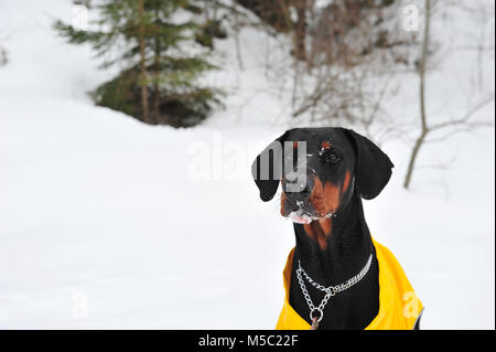 Nahaufnahme der männlichen Dobermann Hund mit Schnee auf seinem Gesicht. Snowy Hintergrund und Winter Szene. Kopieren auf der linken Seite von Bild horizontal. Der Hund ist Stockfoto