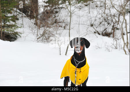 Foto der männlichen Dobermann Hund mit Schnee auf seinem Gesicht. Snowy Hintergrund und Winter Szene. Kopieren auf der linken Seite von Bild horizontal. Der Hund trägt Stockfoto