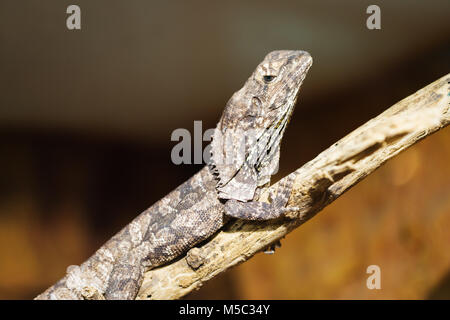 Leguan Reptilien auf einem Stein saß Stockfoto