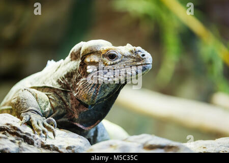 Leguan Reptilien auf einem Stein saß Stockfoto