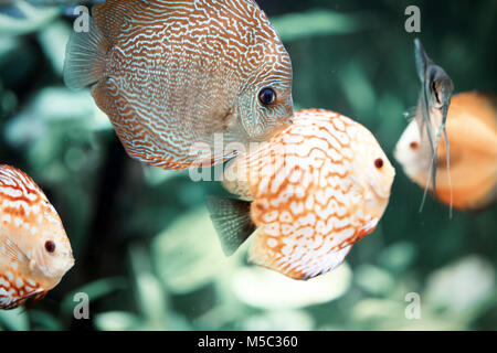 Diskus sind einige der schönsten tropischen Fische im Aquarium Stockfoto