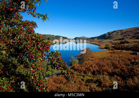 Looscaunagh Lough, Nationalpark Killarney, County Kerry, Irland Stockfoto