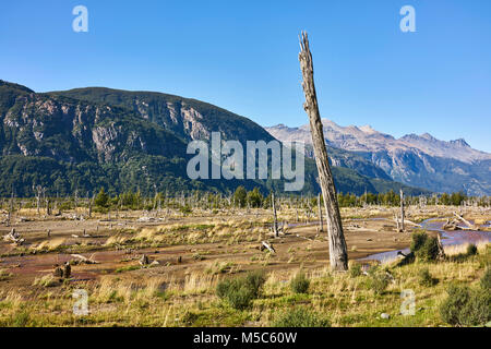 Torres del Paine National Park. Anden im Hintergrund und einem makellos blauen Himmel an einem sonnigen Tag. Getrocknete Baumstümpfen und Gras. Stockfoto