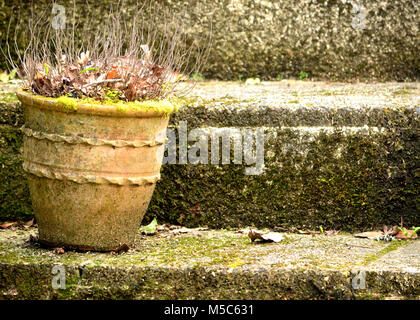 Garten Pflanzen in Töpfe zu isolieren von Unkräutern und andere invasive Pflanzen Stockfoto