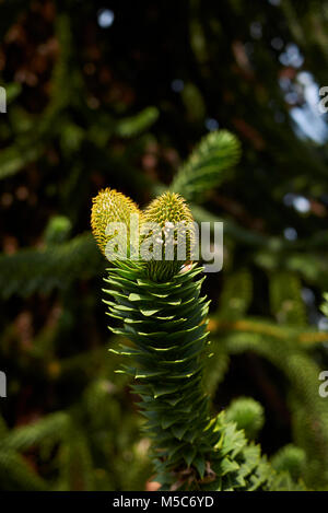 Monkey Puzzle Stockfoto