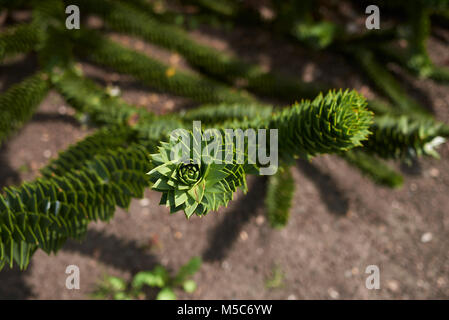 Monkey Puzzle Stockfoto