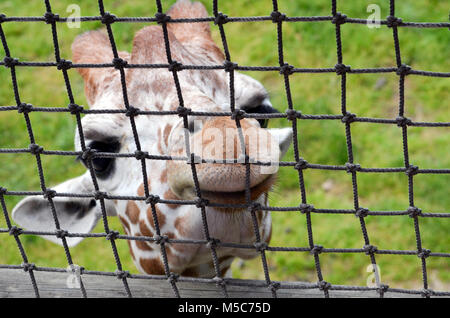 Baby Giraffe bis closeup und persönliche Stockfoto