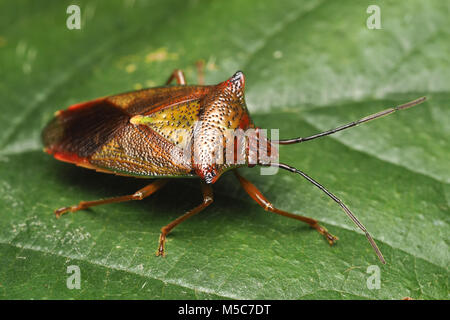 Weißdorn (Acanthosoma haemorrhoidale Shieldbug) ruht auf Rhododendron Blatt. Tipperary, Irland. Stockfoto