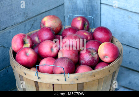 Volle Scheffel von roten und gelben gala Äpfel frisch von einem Michigan USA Orchard abgeholt Stockfoto