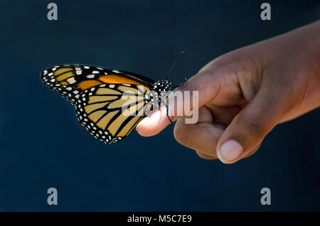 Eine gerade geschlüpft monarch butterfly hat ihren ersten Kontakt mit einem kleinen Mädchen, wie Sie landet auf Ihrer Fingerspitze Stockfoto