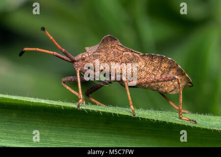 Dock Bug (Coreus Marginatus) ruht auf Grashalm. Tipperary, Irland. Stockfoto