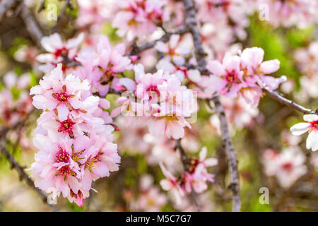 Schöne Mandelblüte auf der almont tree branch Stockfoto