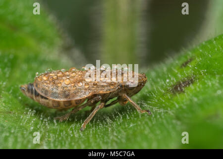 Gemeinsame Froghopper (Philaenus spumarius) in Tau aufliegt und auf Blatt. Tipperary, Irland. Stockfoto