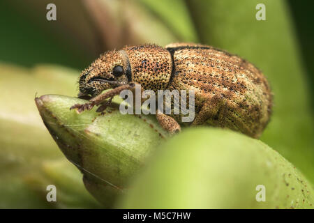 Strophosoma melanogrammum Nut-Leaf Rüsselkäfer () auf Rhododendron Bush. Tipperary, Irland. Stockfoto