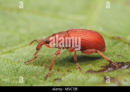 Saatgut Rüsselkäfer (Apion sp.) ruht auf Blatt. Tipperary, Irland. Stockfoto