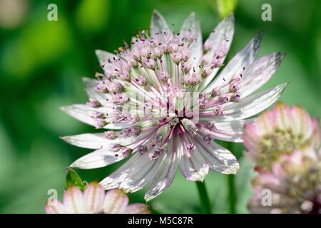 Makroaufnahme eines Astilbe in voller Blüte Stockfoto