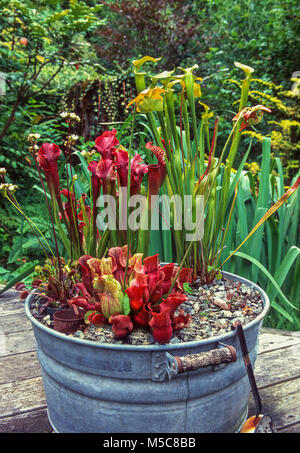 Sarracenia wächst in Wash tub Stockfoto