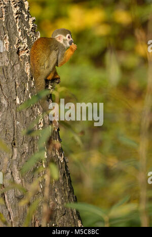 Gemeinsame Squirrel Monkey - Saimiri sciureus, schöne Primas aus Südamerikanischen Wald. Stockfoto