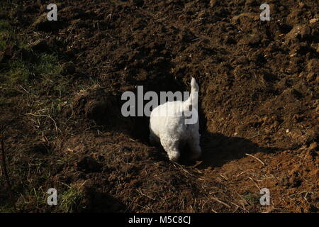 West Highland Terrier Suchen in die Öffnung im Boden im Bereich von hinten Blickwinkel. Stockfoto