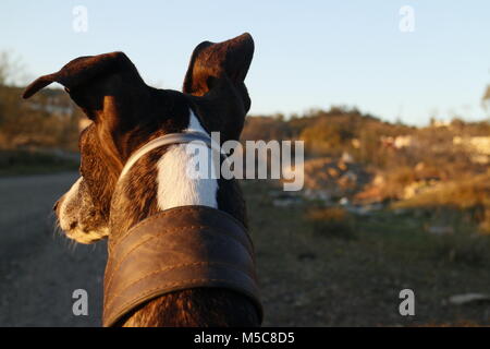 Greyhound Suche in Entfernung in Spanisch Landschaft von hinten Blickwinkel. Stockfoto