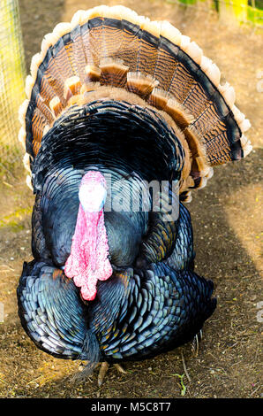 Die Türkei mit ihrer Schwanzfedern Verbreitung öffnen Stockfoto