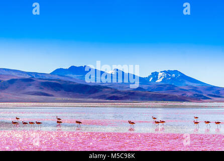 Blick auf die Gruppe der Flamingos von Lagune Colarada in den Bergen von Bolivien Stockfoto