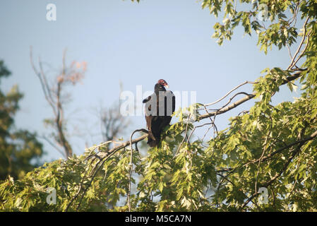 Bussard thront auf Baum Stockfoto