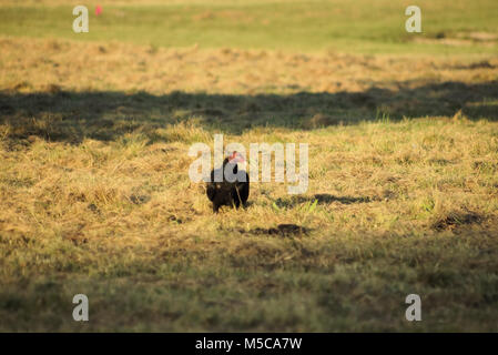 Bussard Wächter stand im Feld Essen Stockfoto