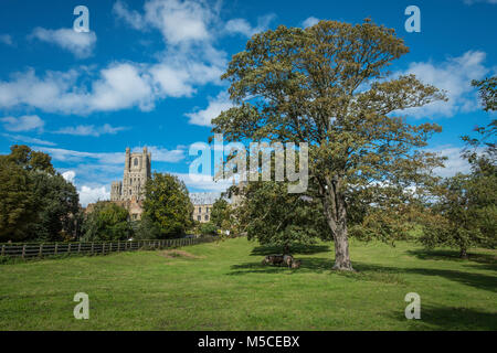 Die Kathedrale von Ely von Cherry Hill Park gesehen. Stockfoto