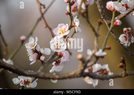 Die ersten Zeichen der Kirschblüte an Bäumen in Matsumoto, Nagano, Japan erscheinen. Stockfoto