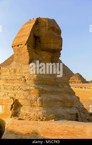 Die Große Sphinx von Gizeh, Giza Plateau, Kairo, Ägypten, Nordafrika Stockfoto