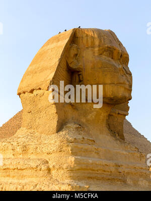 Die Große Sphinx von Gizeh, Giza Plateau, Kairo, Ägypten, Nordafrika Stockfoto