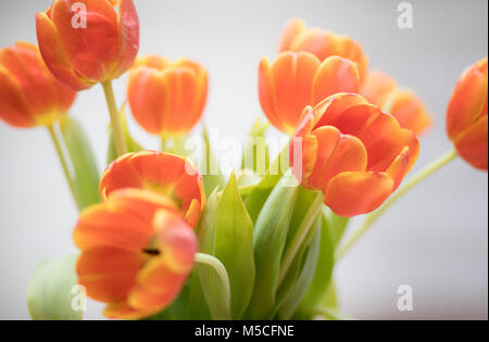 Ein Stilleben Bild aus einem Bündel von orange Tulpen schossen mit kurzen Tiefenschärfe. Stockfoto