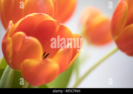 Ein Stilleben Bild aus einem Bündel von orange Tulpen schossen mit kurzen Tiefenschärfe. Stockfoto