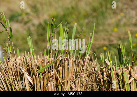 Zitronengras Austrieb im Frühjahr, Cymbopogon, im Gemüsegarten. Stockfoto