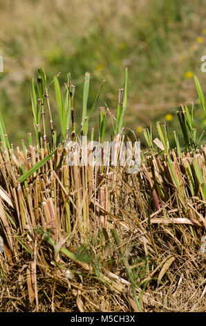 Zitronengras Austrieb im Frühjahr, Cymbopogon, im Gemüsegarten. Stockfoto