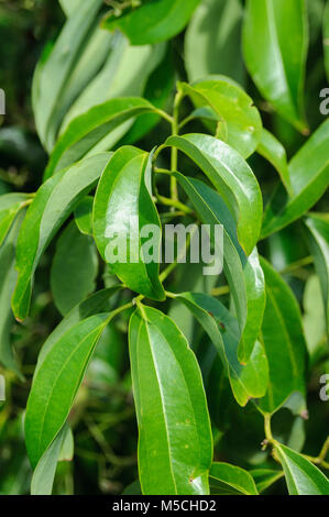 Frische Blätter Zimt (Cinnamomum verum) wächst in Sri Lanka. Die Blätter werden verwendet, Zimtöl, die in pflanzlichen Arzneimitteln verwendet wird, um zu produzieren, Stockfoto