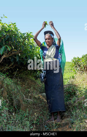 Tamilische Frau Kommissionierung Tee auf einer Teeplantage in Nuwara Eliya District, Central Province, Sri Lanka, Südafrika Asien Stockfoto