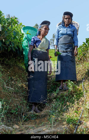 Tamilische Frauen Kommissionierung Tee auf einer Teeplantage in Nuwara Eliya District, Central Province, Sri Lanka, Südafrika Asien Stockfoto